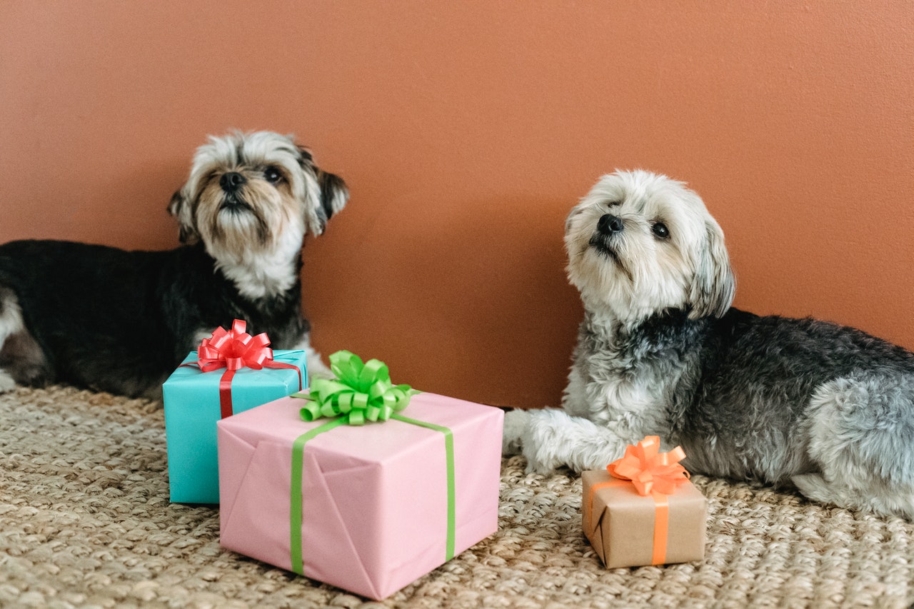 dog present gift