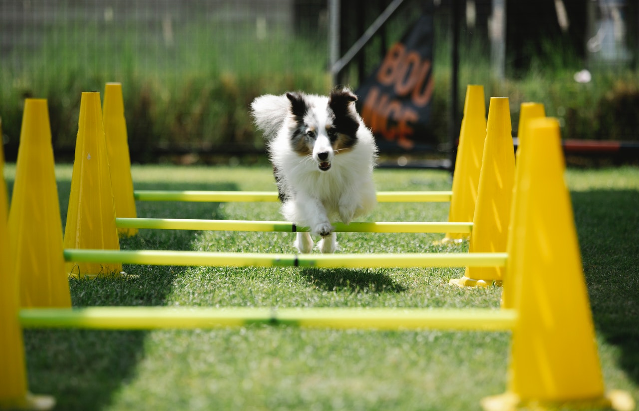 dog sports dog jumping bars