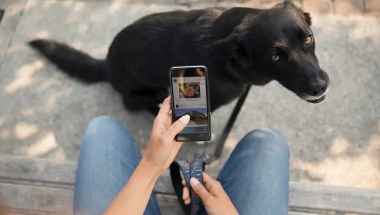 dog phone apps