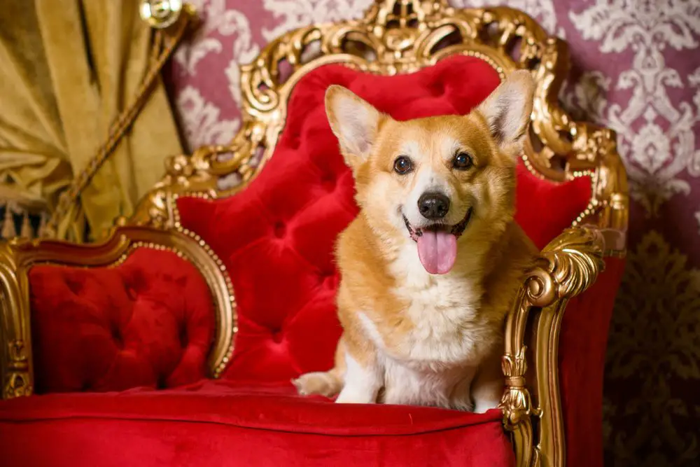 Most Popular Royal Dog Breeds