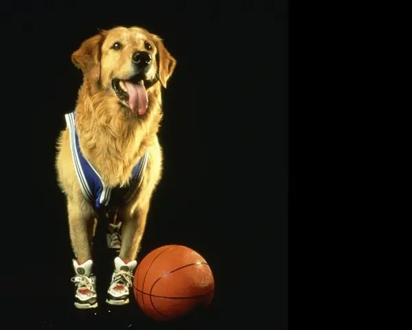 air bud buddy famous celebrity dogs