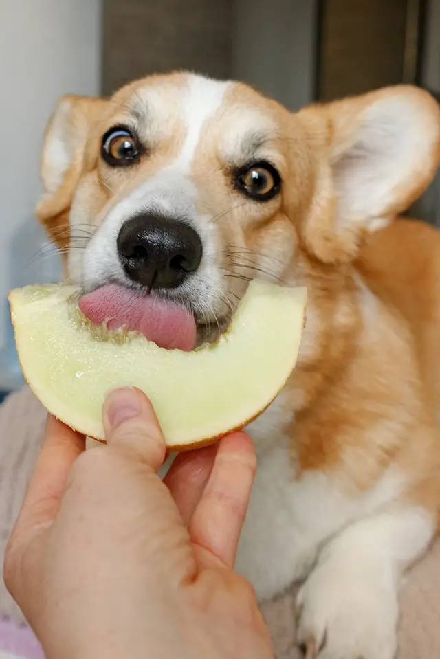 healthy dog treats watermelon