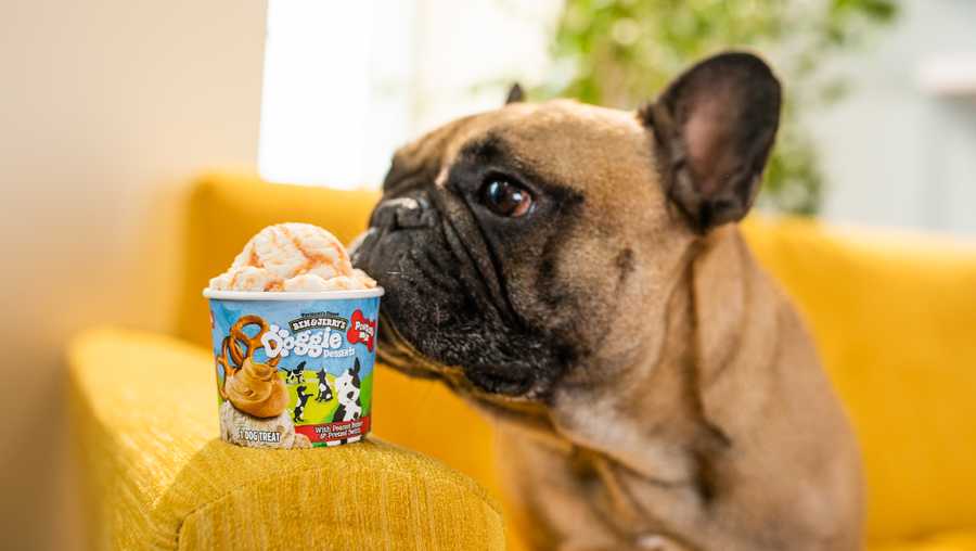 Ben and Jerrys ice cream for dog