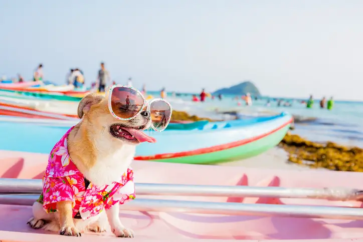The Best Aussie Beaches for Dog Friendly Dates