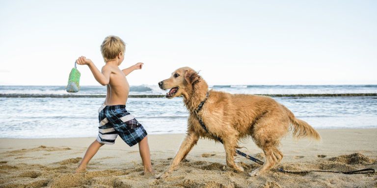 The Best U.S. Beaches for Dog Friendly Dates