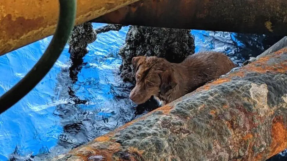Dog rescued 135 miles out at sea 1