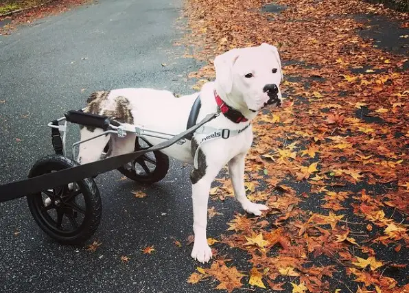 Pigeon wheelchair dog featured