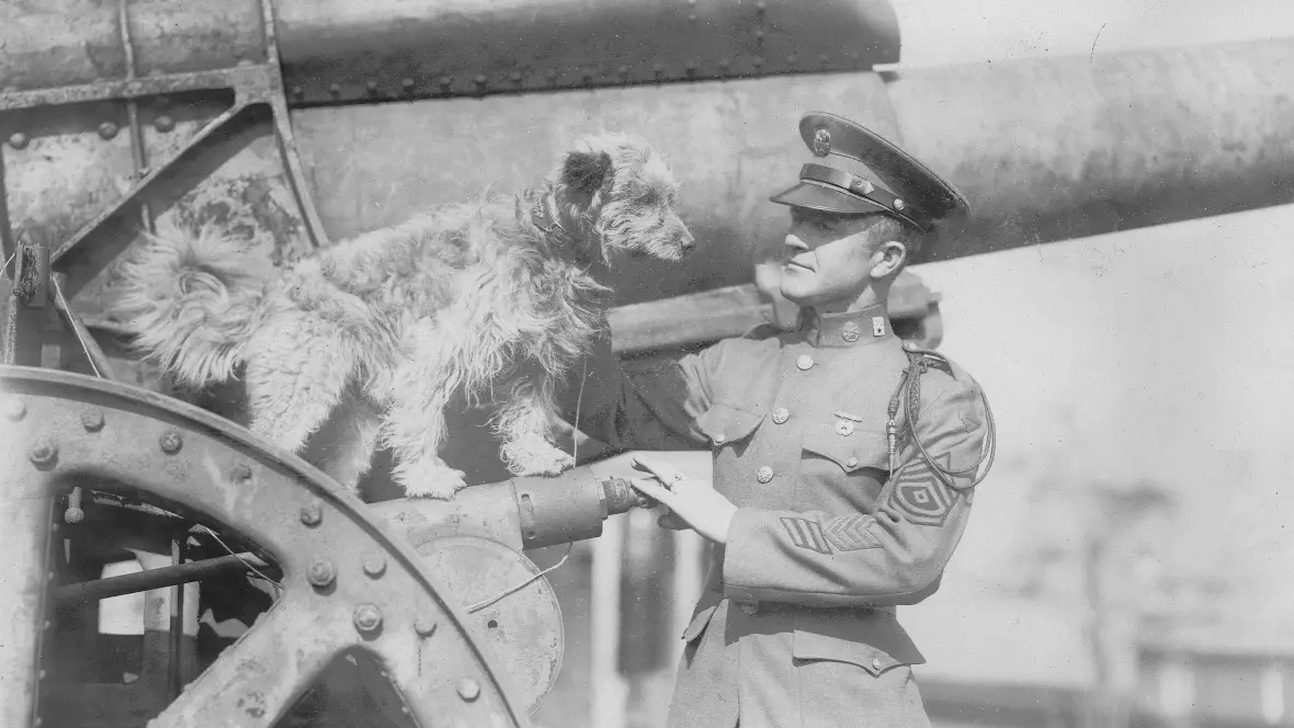 Rags World War Dog Hero
