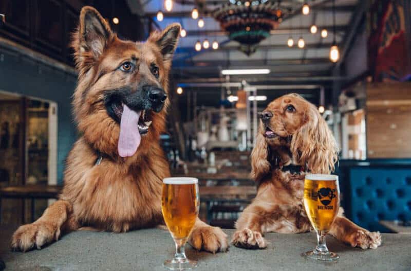 dogs with drinks