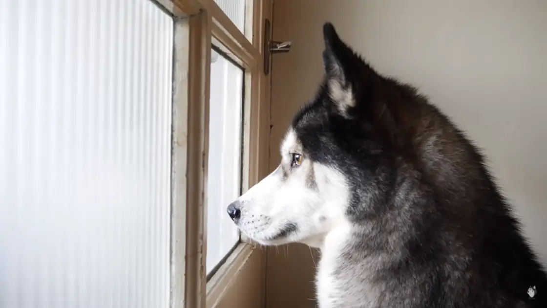 husky reunites with his best friend