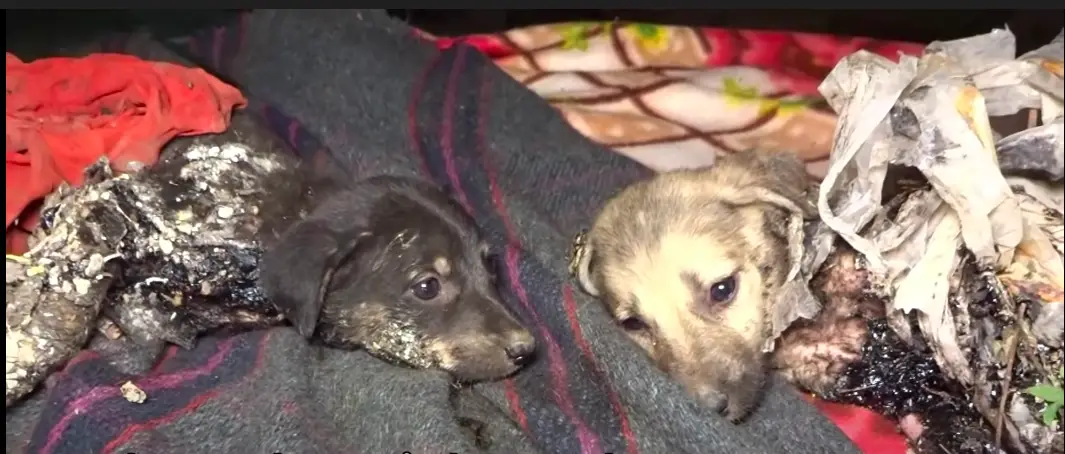 rescue puppies covered in tar featured