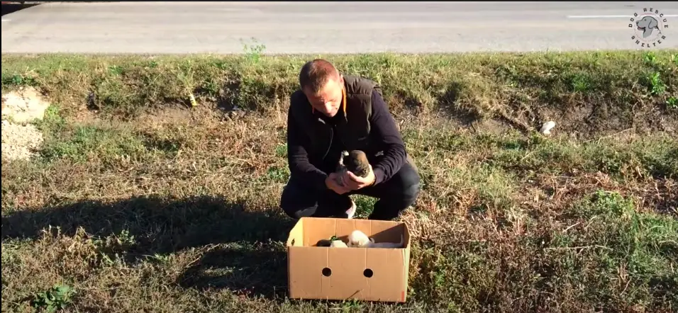 dog rescue story of dogs in cardboard boxes featured
