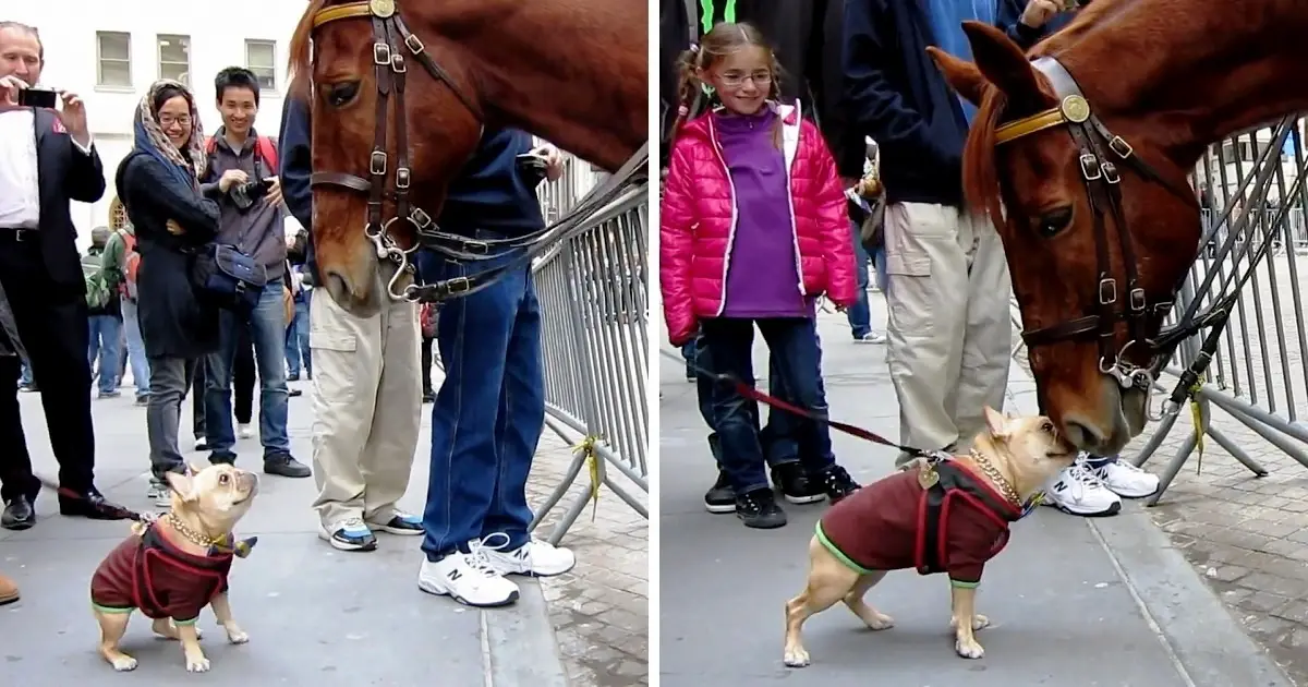 frenchie plays with a horse