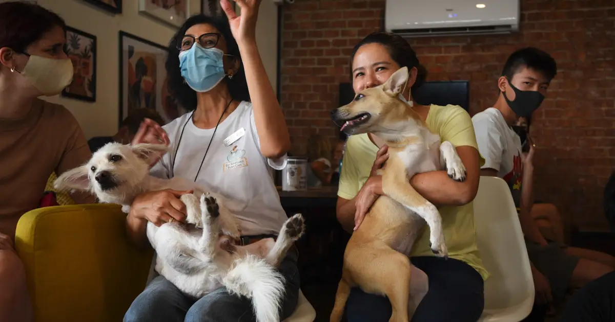 thailand puppy cafe raises awareness to stray dogs