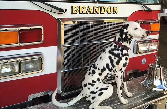 chiefthedalmatian firefighter dogs