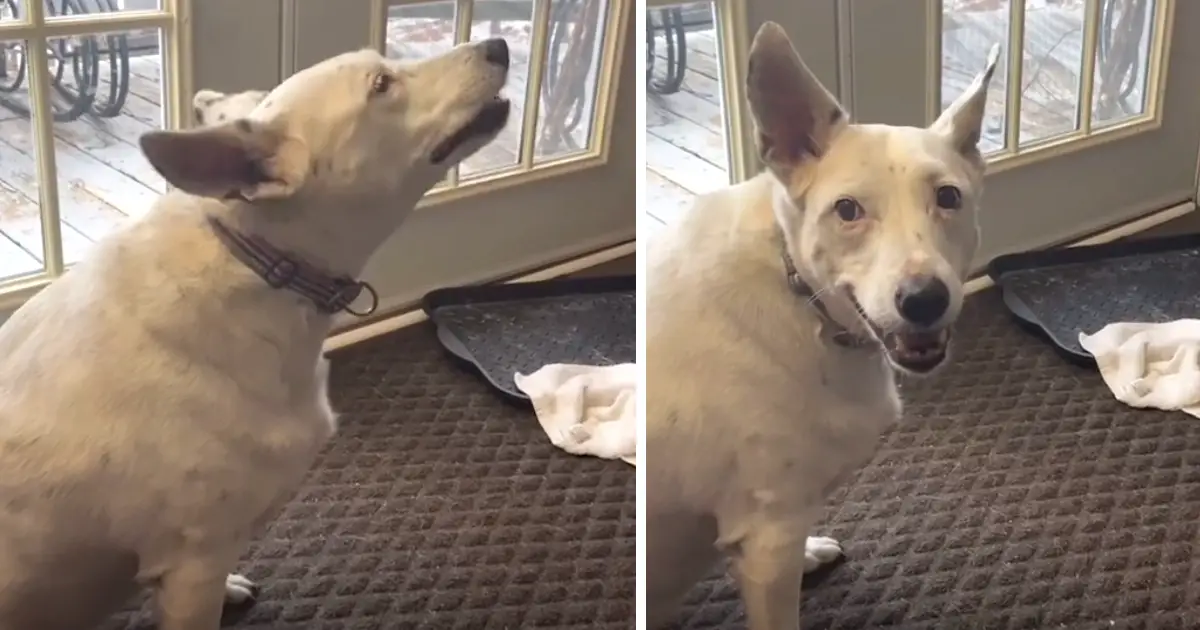 deaf dog tries to bark