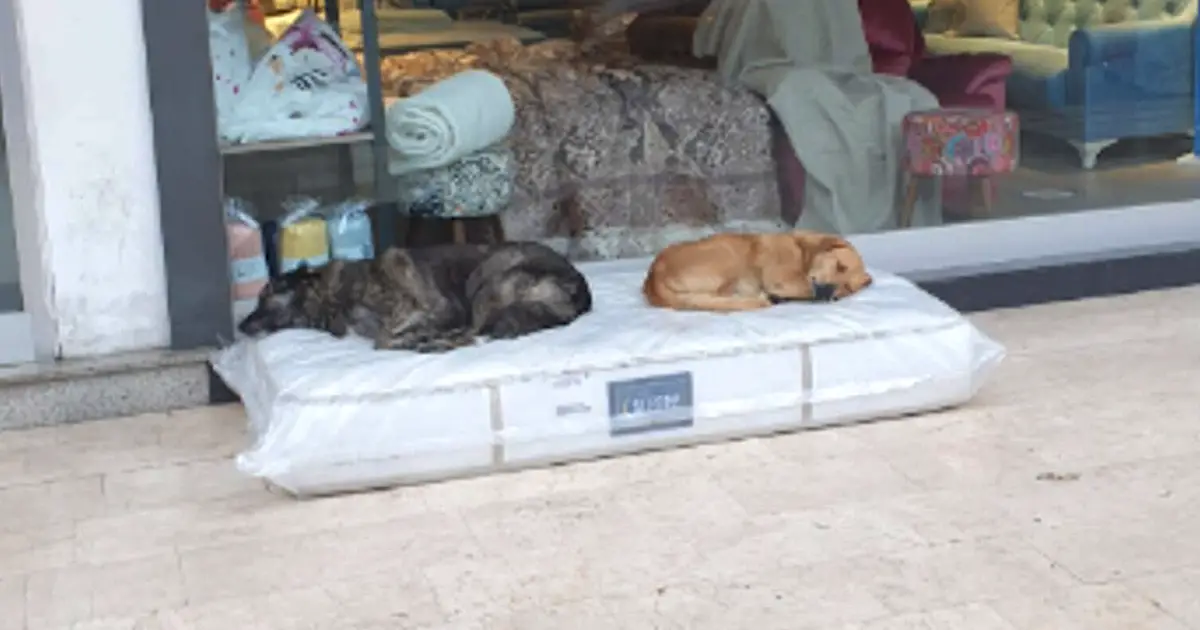 furniture store lays out mattress for stray dogs