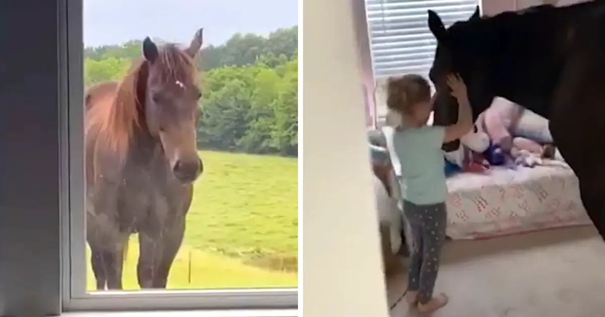 little girl invites horse in bedroom