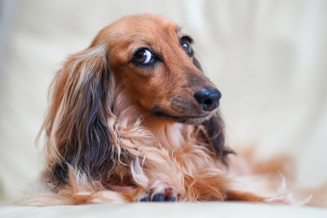 long haired dachshund dog breed