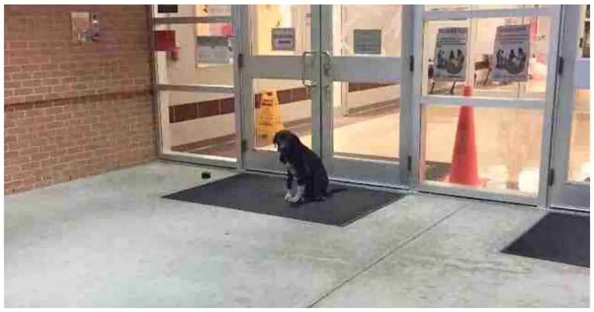 stray dog at school entrance