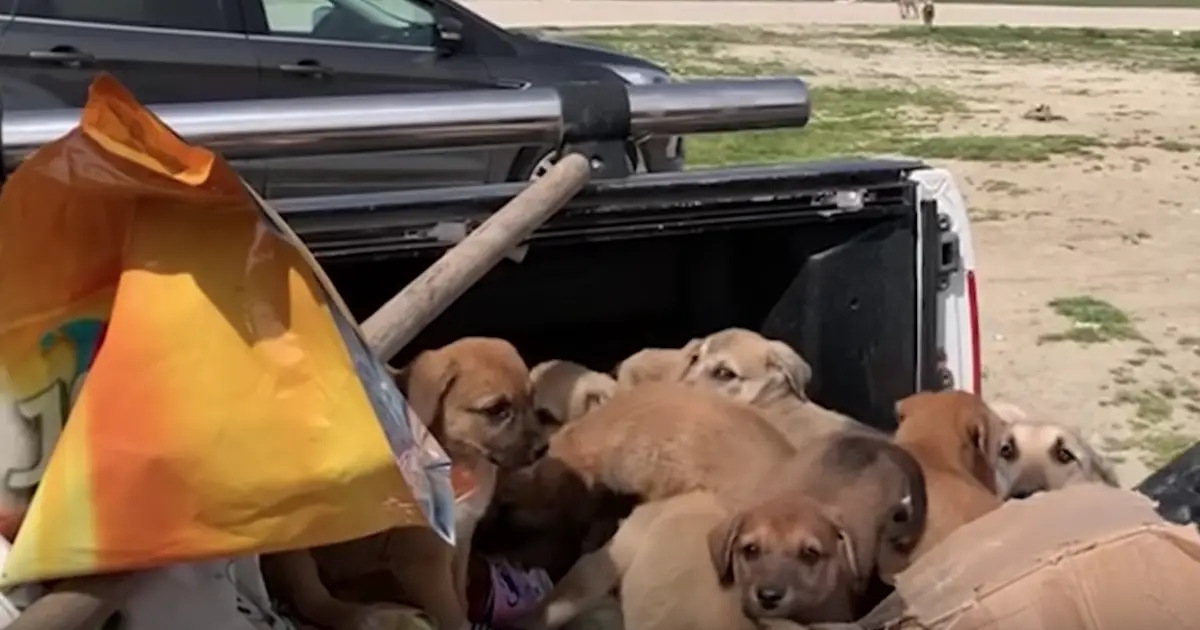 truck bed puppies