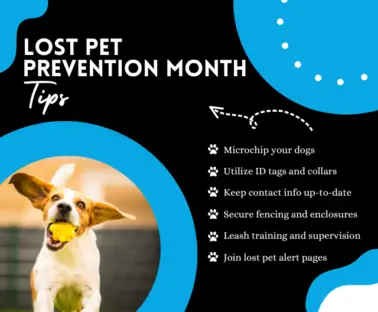 Lost Pet Prevention Month Tips with photo of Beagle with tennis ball in its mouth and ears flopping while running.